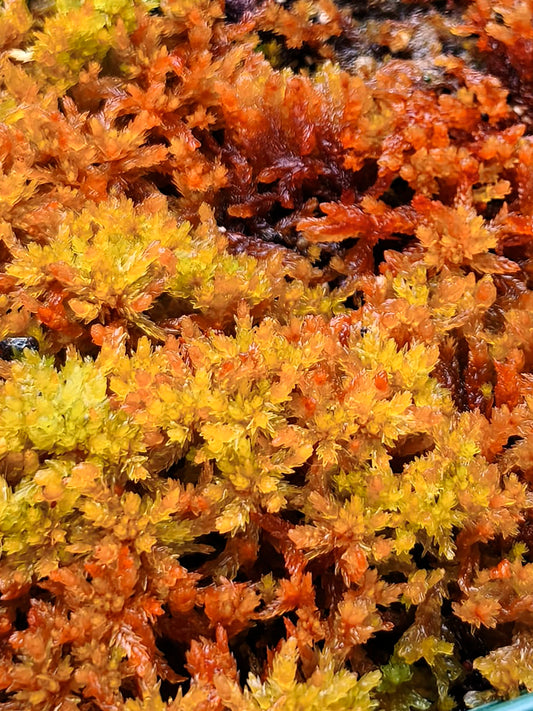 Lebendes Sphagnum: Sphagnum Compactum "Red"