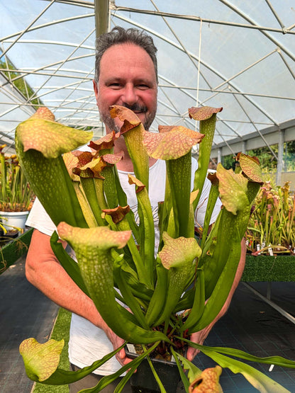 Sarracenia „Conny“