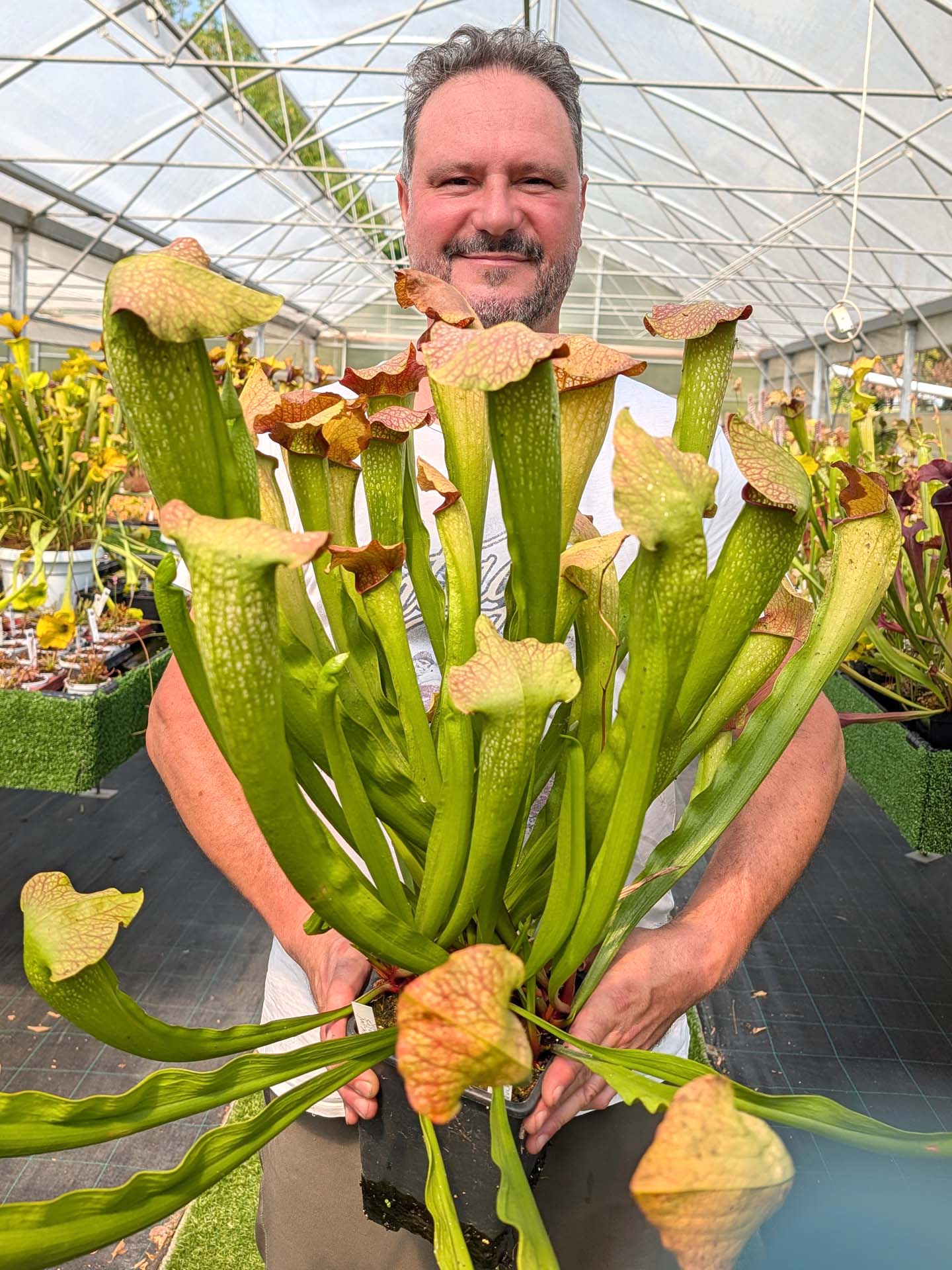 Sarracenia „Conny“