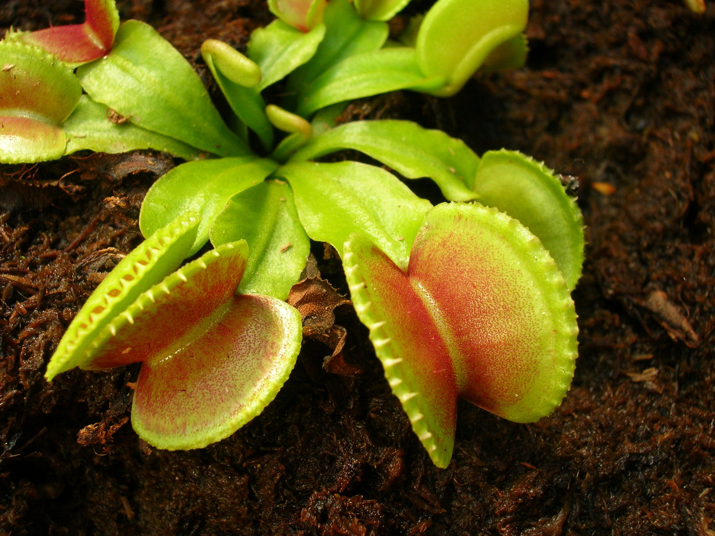 Dionaea muscipula 'Coquillage'