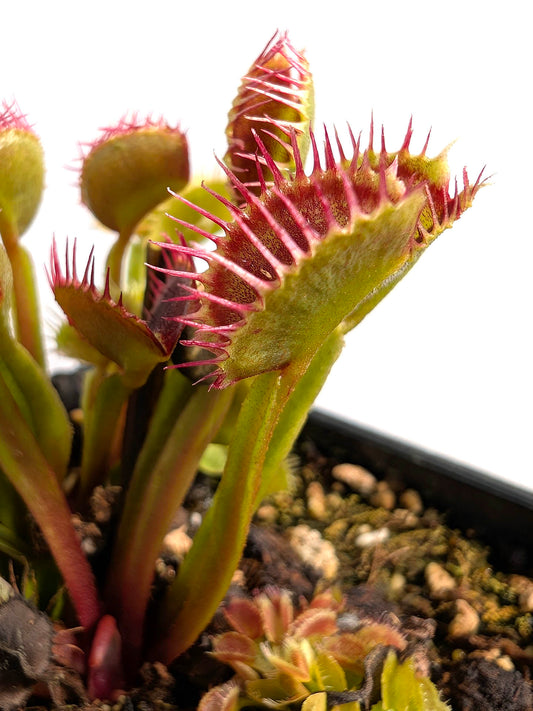 Dionaea muscipula Corona di Spine
