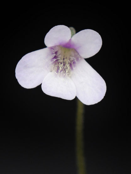 Pinguicula corsica f. Pallidula