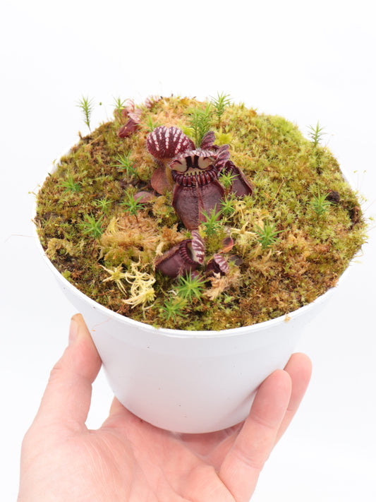 Cephalotus follicularis "Coxon rocket"