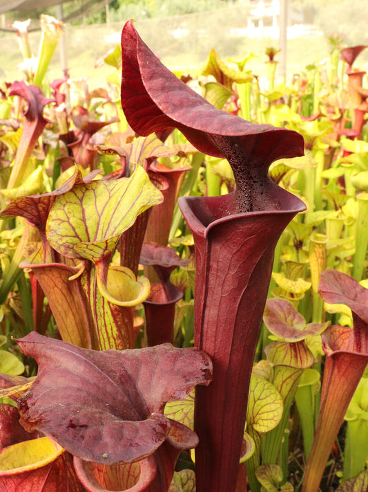 Sarracenia flava var. atropurpurea „Crazy Lid“ (Svarc)
