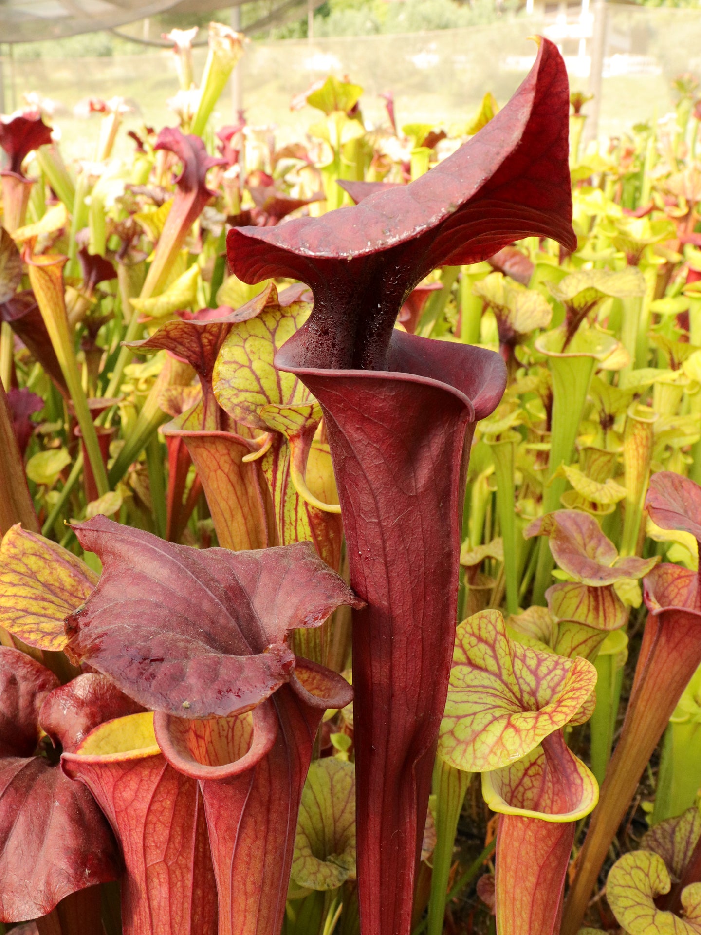 Sarracenia flava var. atropurpurea „Crazy Lid“ (Svarc)