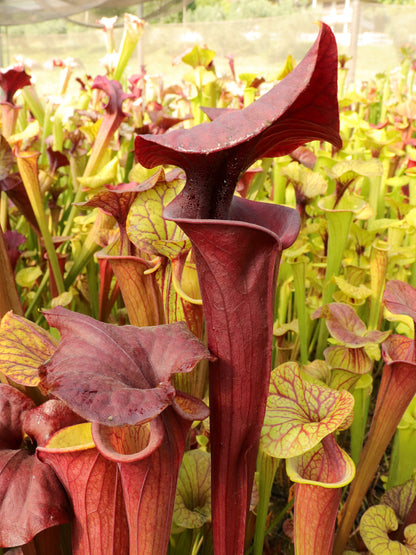 Sarracenia flava var. atropurpurea „Crazy Lid“ (Svarc)