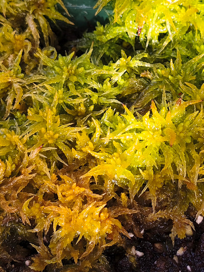 Lebendes Sphagnum: Sphagnum cristatum Neuseeland