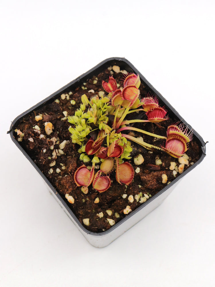 Dionaea muscipula 'Cross teeth'