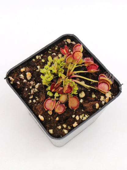 Dionaea muscipula 'Cross teeth'