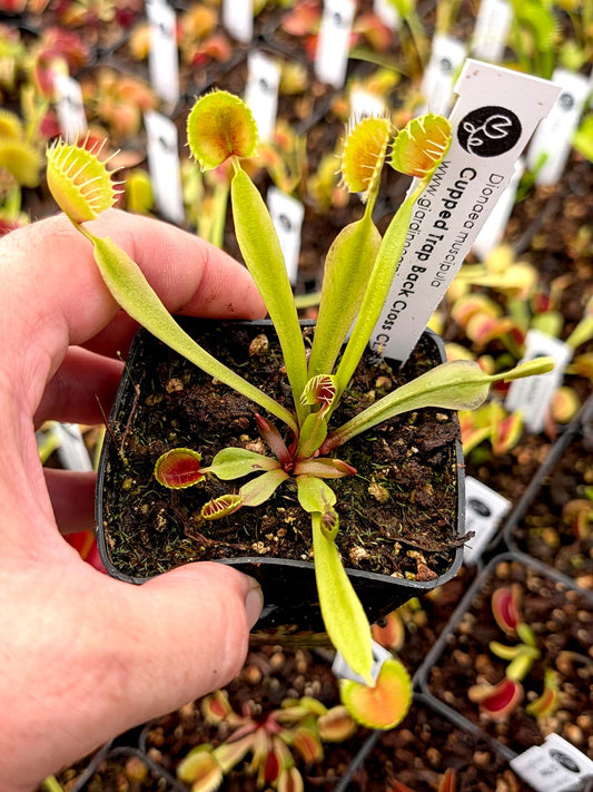 Dionaea muscipula Cupped trap Back Cross