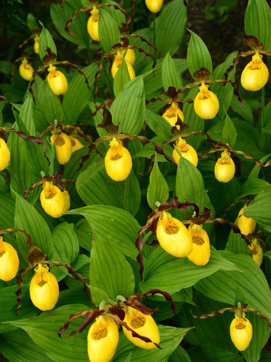 Cypripedium „Gelb“ Freilandorchidee