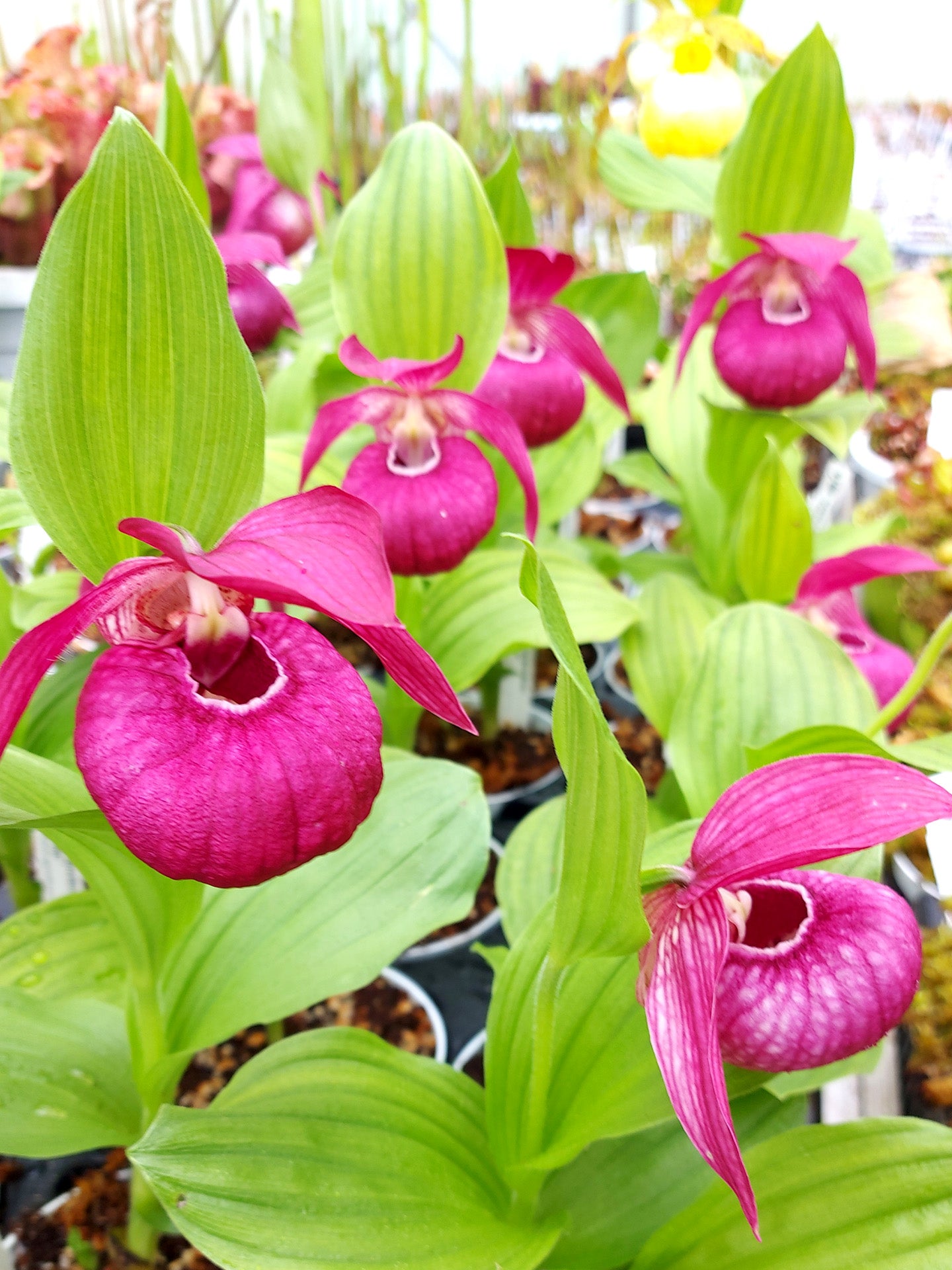 Cypripedium „Pink“ Freilandorchidee
