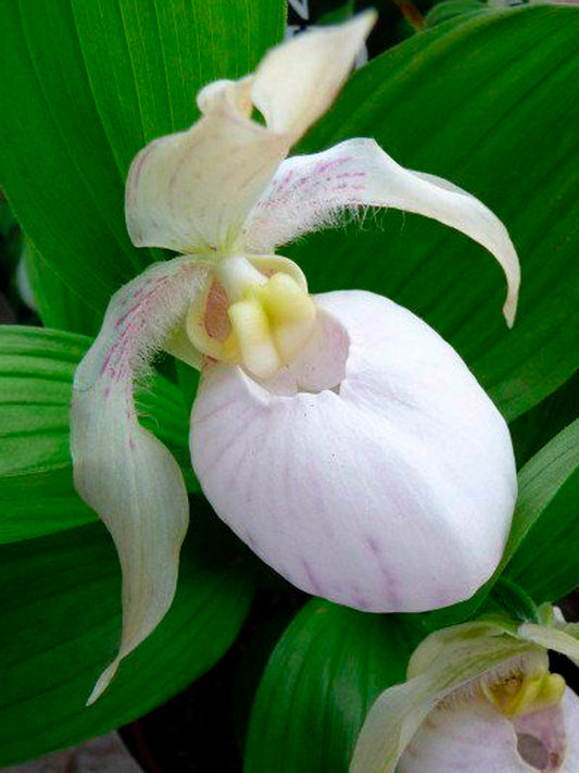 Cypripedium „White“ Freilandorchidee
