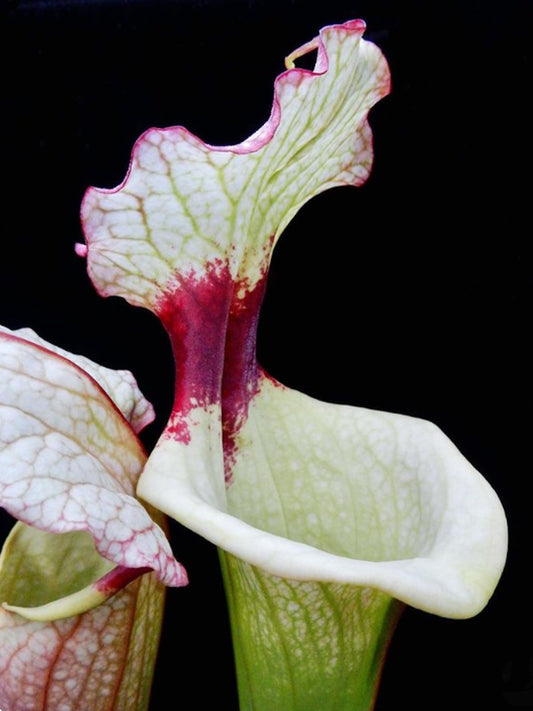ASTA 12 : Sarracenia 'Czech Legacy'  LW x ADS Cl. A  Medium-Large