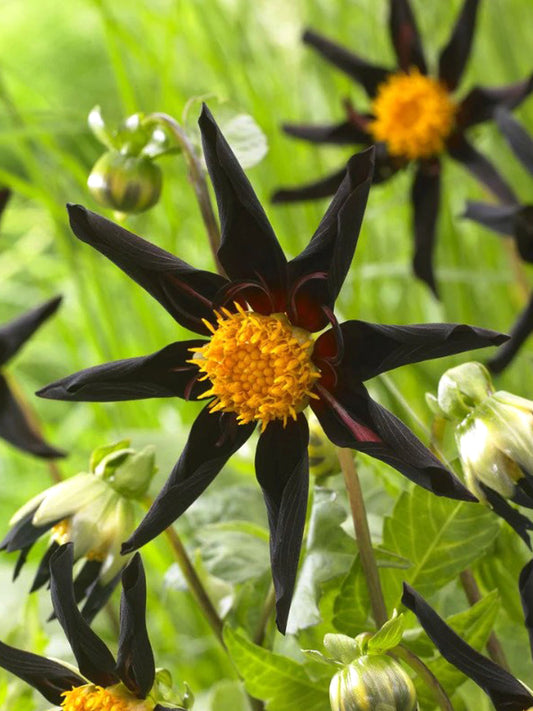 Dahlie 'Honka Black'