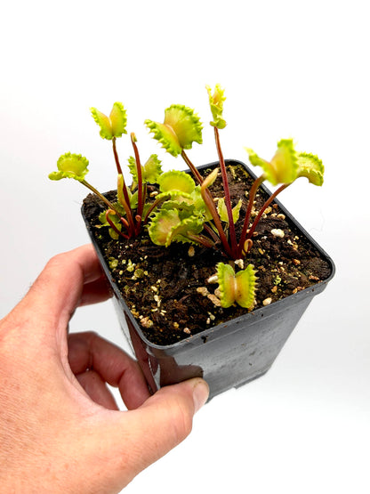 Dionaea muscipula  Damballa