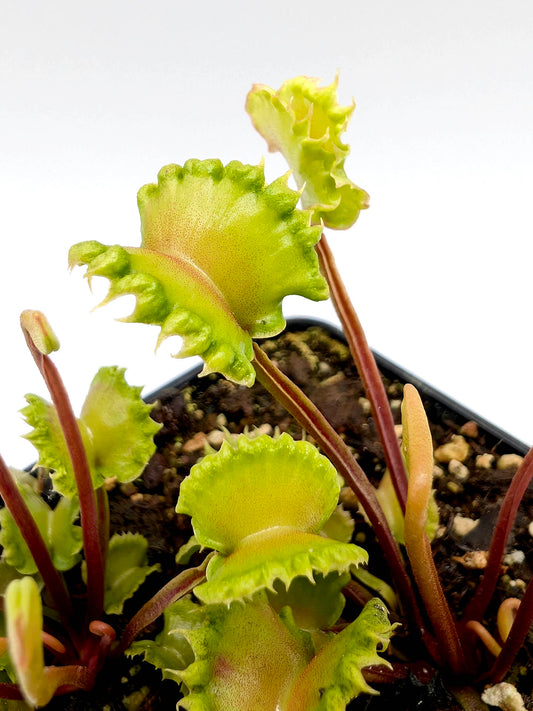 Dionaea muscipula  Damballa