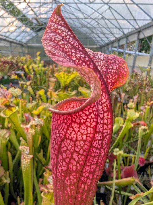 Sarracenia 'Dana's Delight'