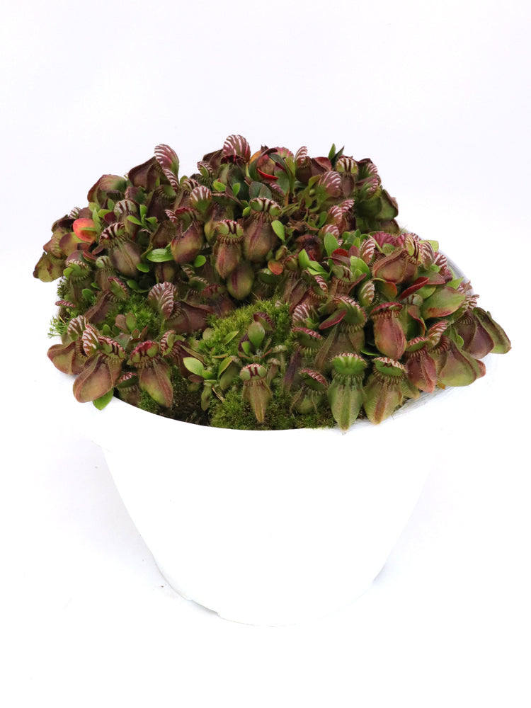 Cephalotus follicularis "Danish Clone"