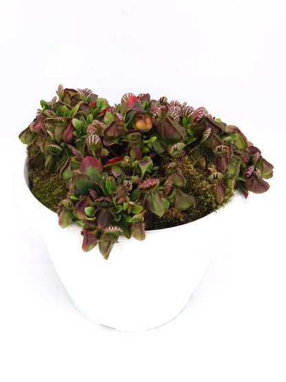 Cephalotus follicularis "Danish Clone"