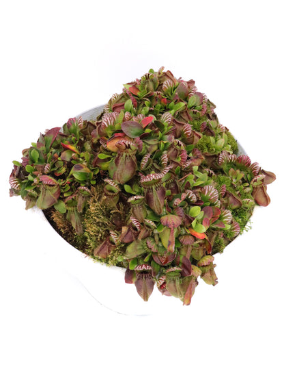 Cephalotus follicularis "Danish Clone"