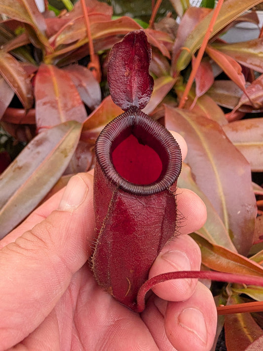 Nepenthes "Dark secret"