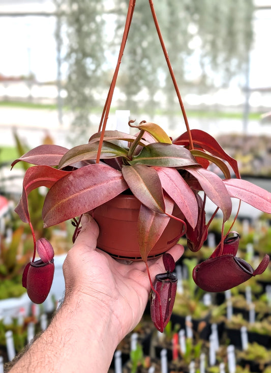 Nepenthes "Dark secret"