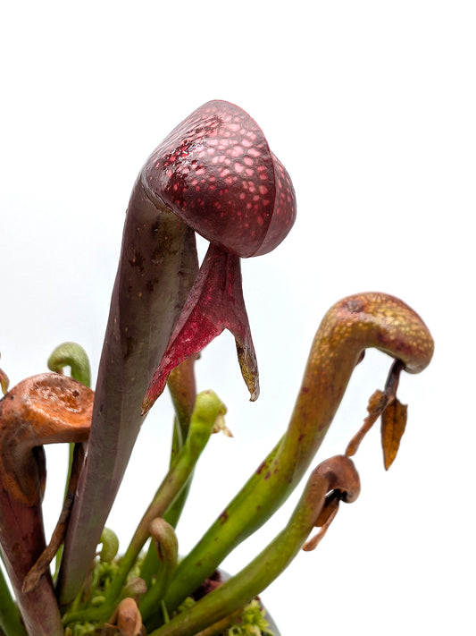 Darlingtonia californica 'FredG 1983'