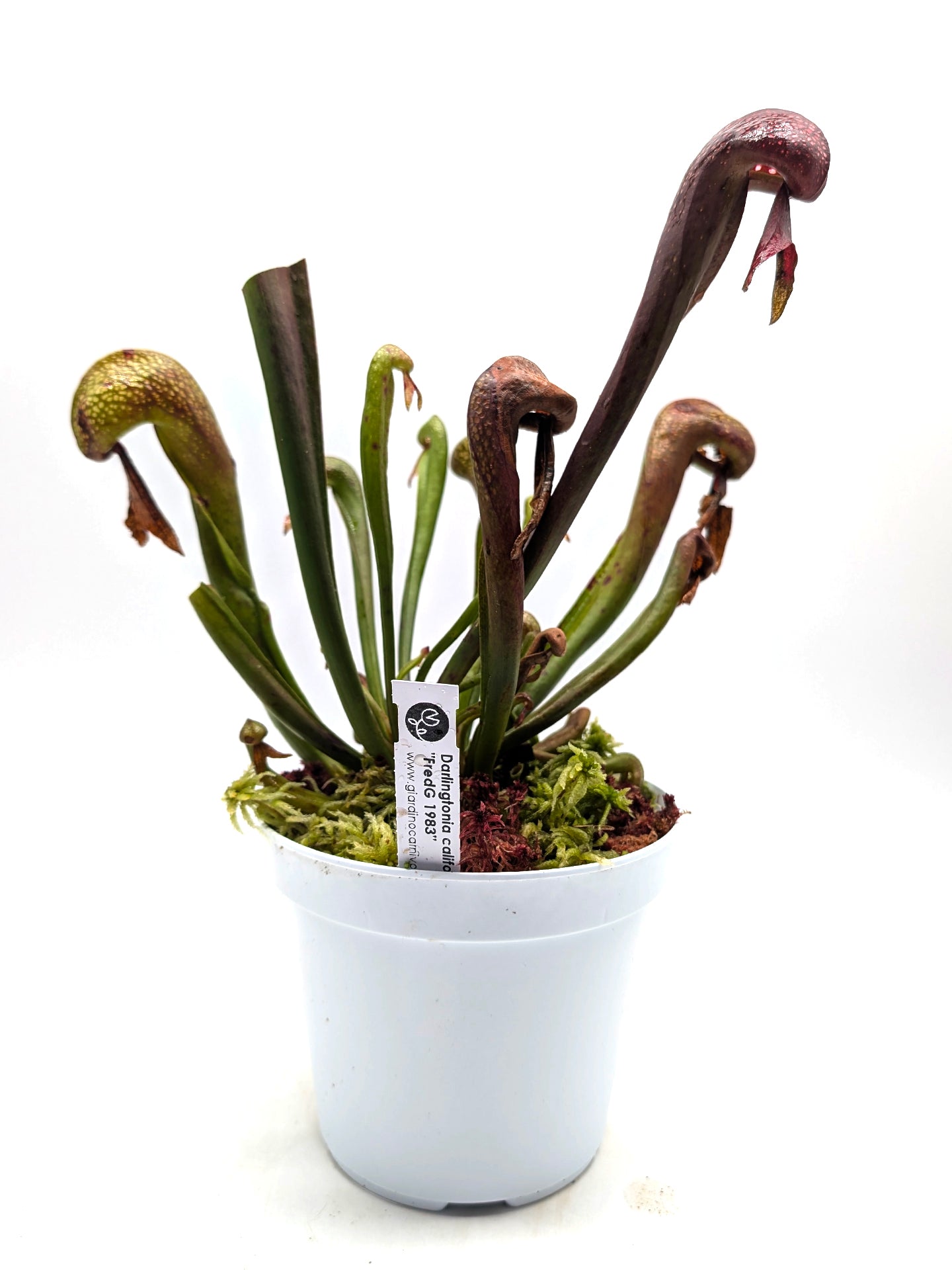 Darlingtonia californica "FredG 1983"