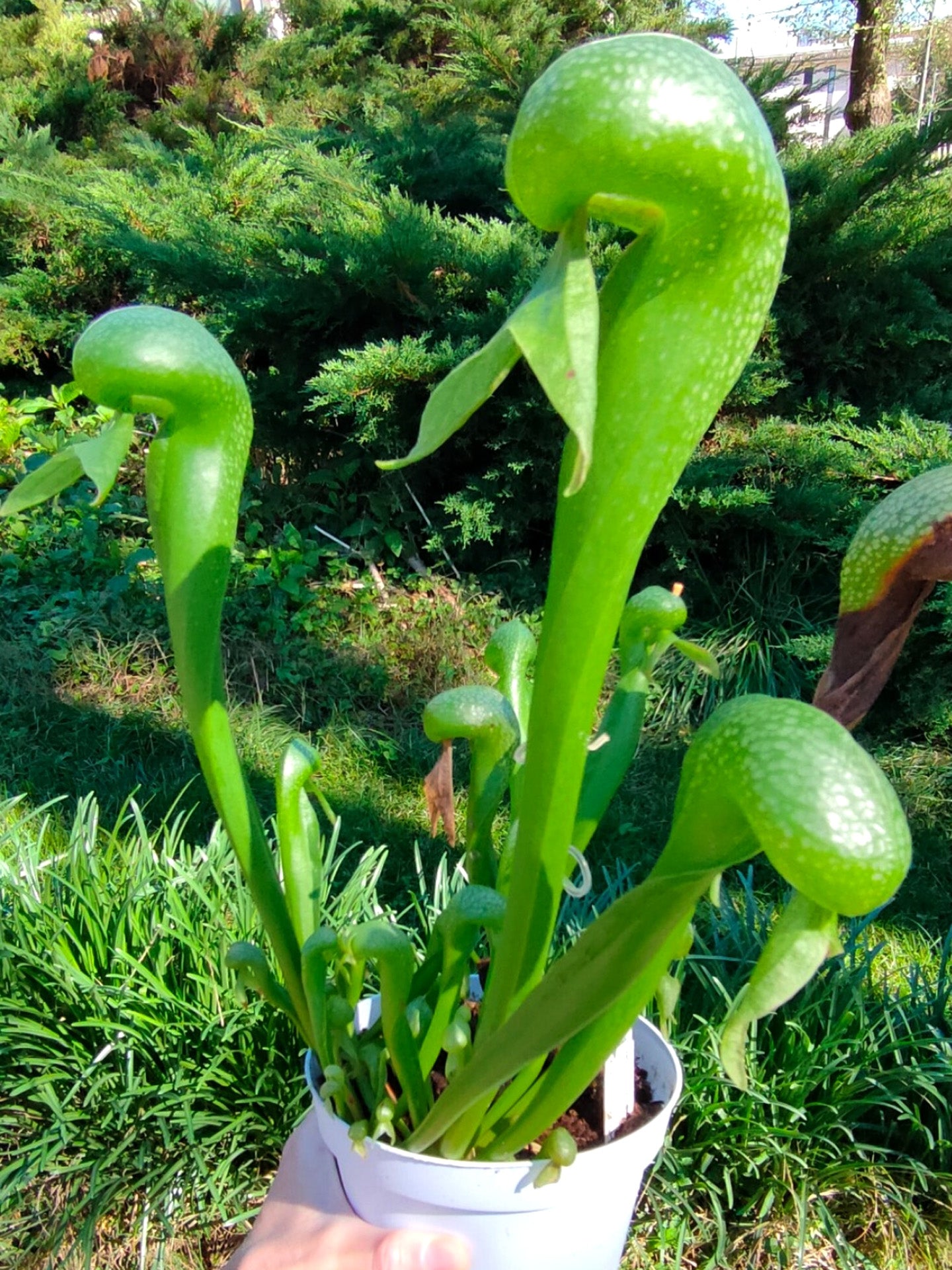 SEMI FRESCHI di DARLINGTONIA CALIFORNICA Clone D  E.P.