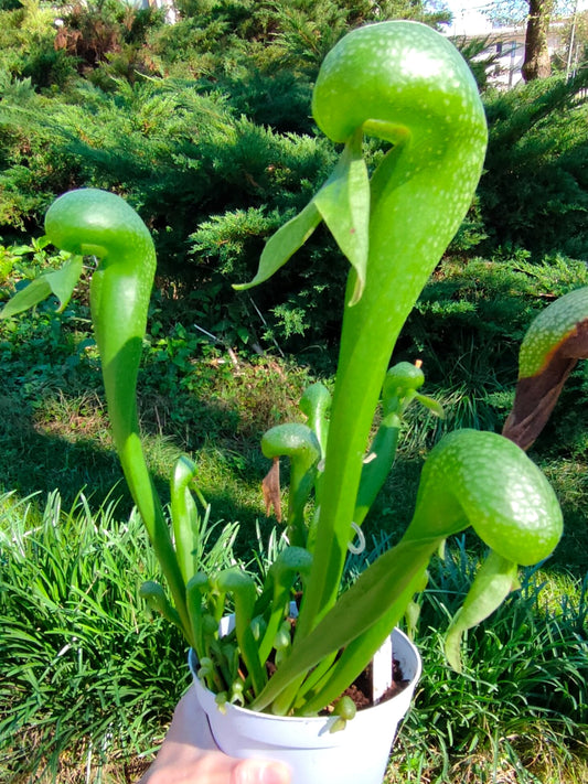 SEMI FRESCHI di DARLINGTONIA CALIFORNICA Clone D  E.P.