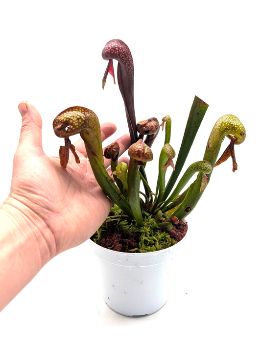 AUCTION 13: Darlingtonia californica "FredG 1983" Large Size