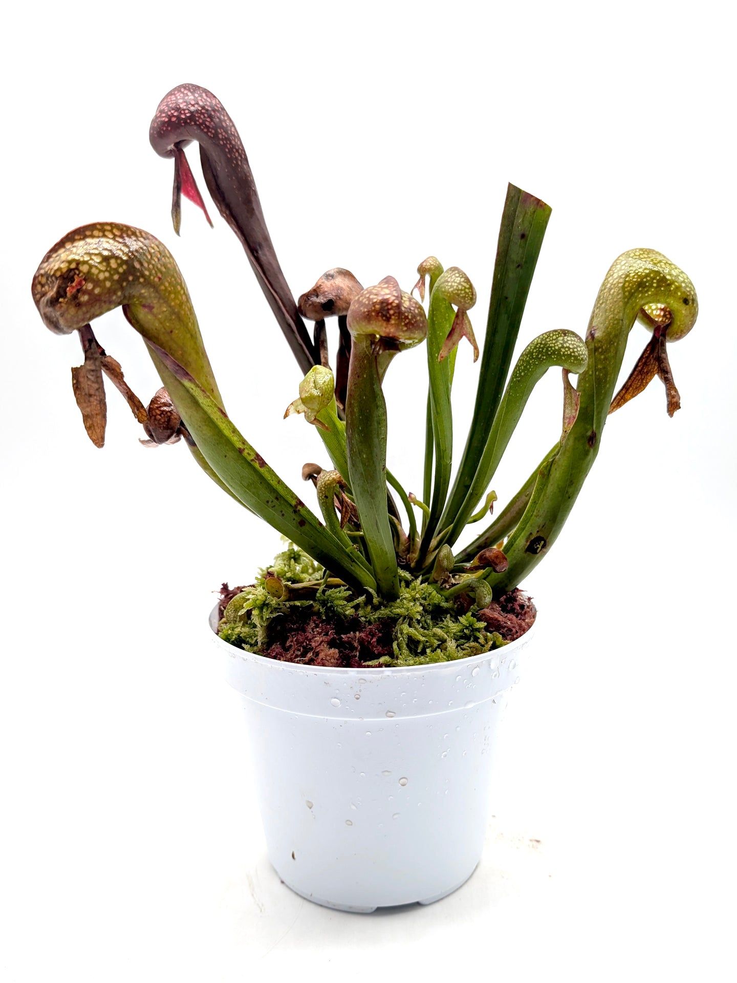 AUCTION 13: Darlingtonia californica "FredG 1983" Large Size