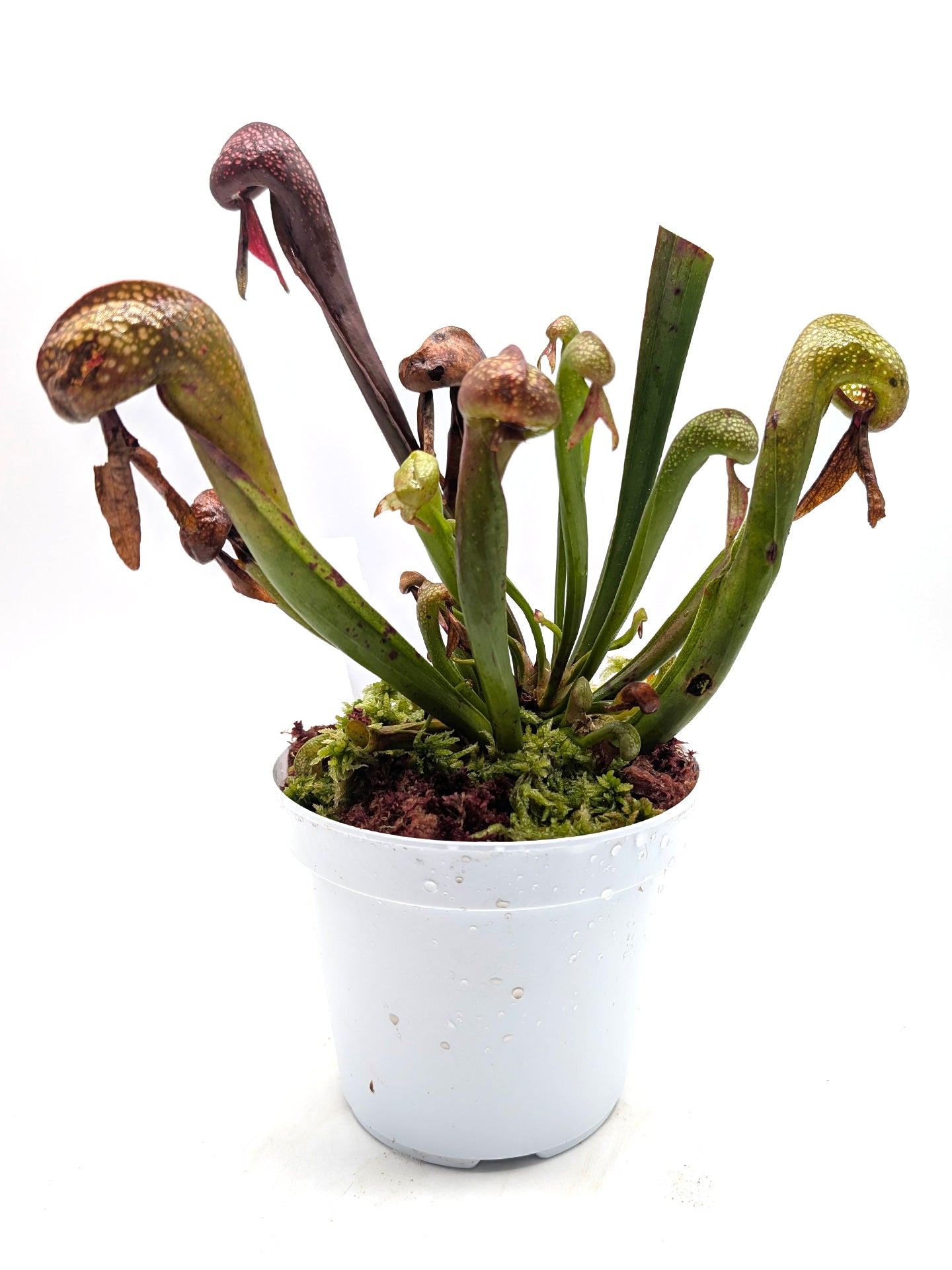 AUCTION 13: Darlingtonia californica "FredG 1983" Large Size