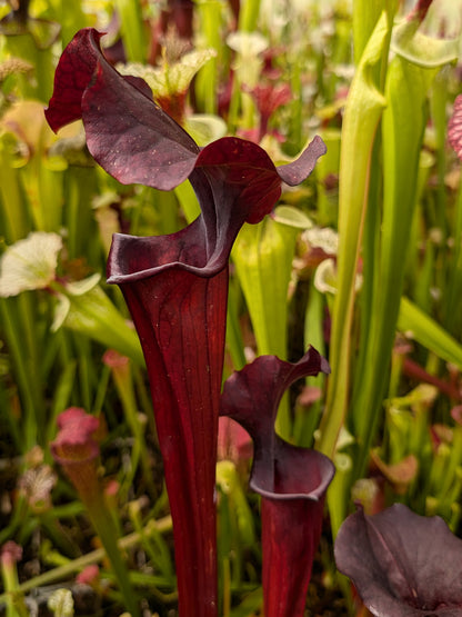 H47 GC  Sarracenia "Dart Fener"