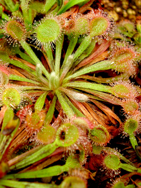 Drosera darwinensis Northern Territory, Australien