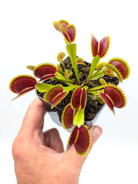 Dionaea muscipula DC-XL x Up Giant #2