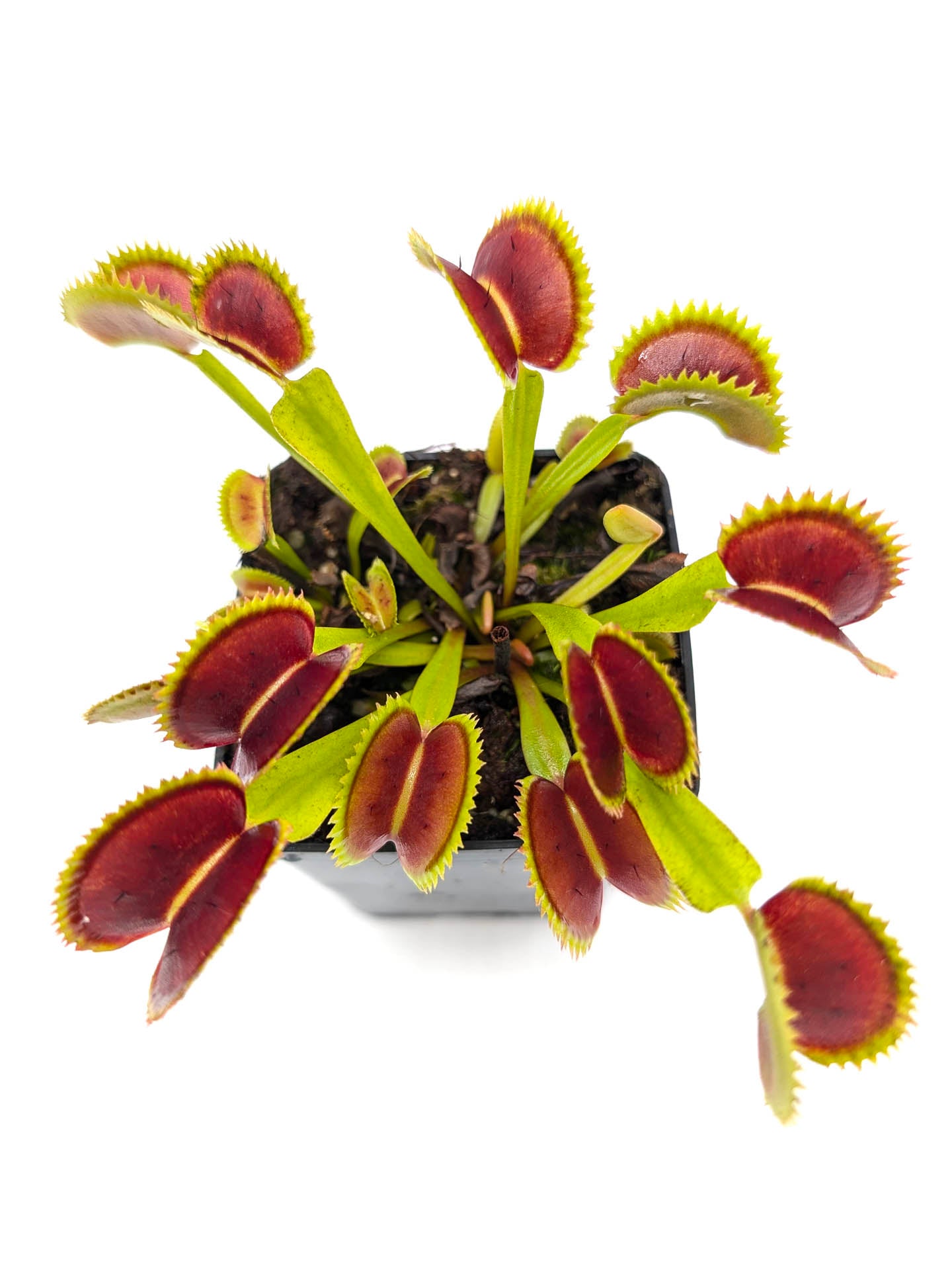 Dionaea muscipula DC-XL x Up Giant #2