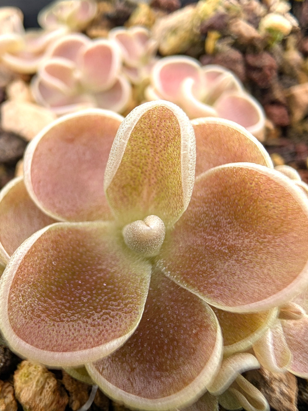Pinguicula debbertiana