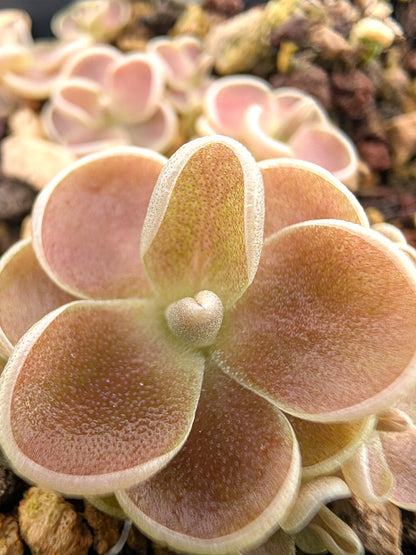 Pinguicula debbertiana