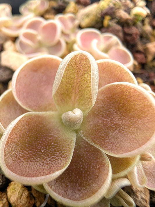Pinguicula debbertiana