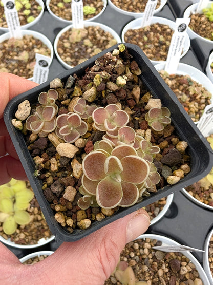 Pinguicula debbertiana