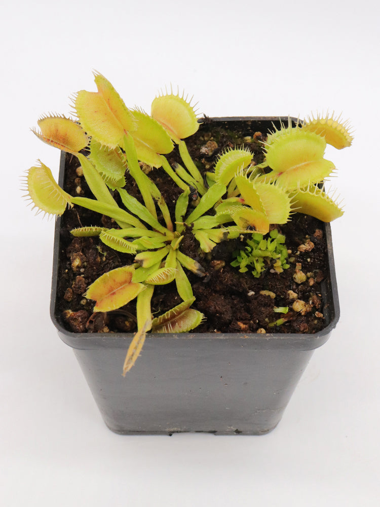 Dionaea muscipula  Demogorgon