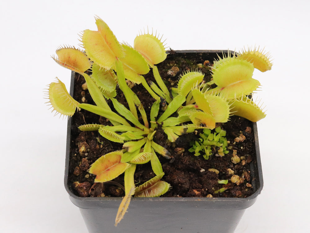 Dionaea muscipula  Demogorgon