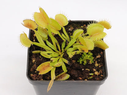 Dionaea muscipula  Demogorgon