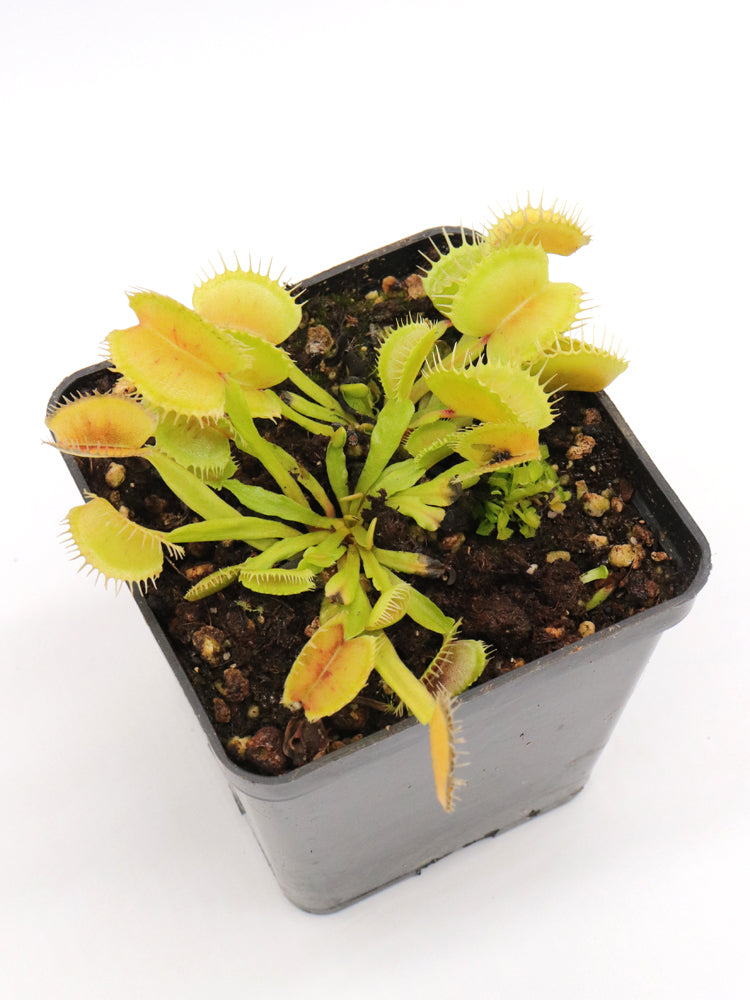Dionaea muscipula  Demogorgon