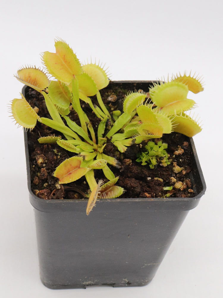 Dionaea muscipula  Demogorgon