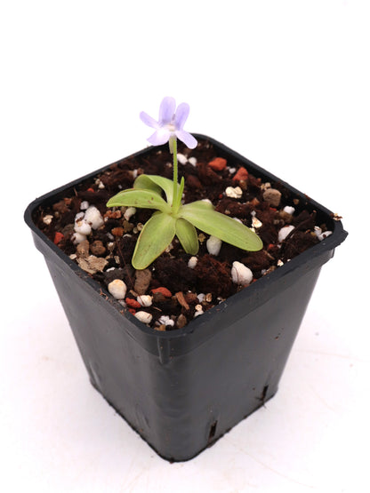 Pinguicula dertosensis  Tortosa , Spagna