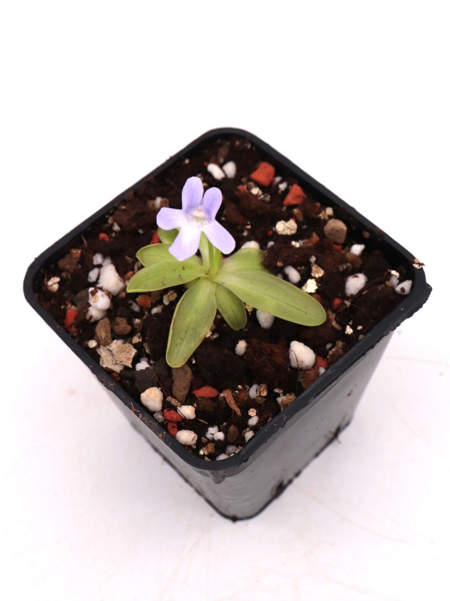 Pinguicula dertosensis  Tortosa , Spagna