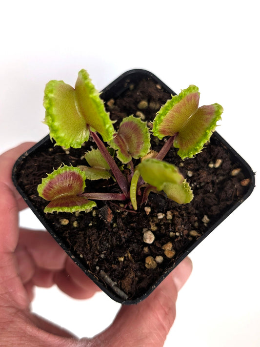 Dionaea muscipula  Diabolic Horn